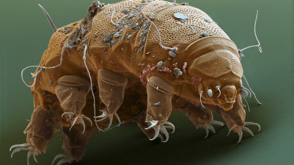 Not immortal but an insignificant creature that can survive extreme  conditions: Tardigrades | TechThoroughFare